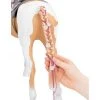 Our Generation From Hair to There Palomino Paint Horse Accessory Set for 18" Dolls 1 Our Generation From Hair to There Palomino Paint Horse Accessory Set for 18" Dolls -Our Generation Sales Shop unnamed file 17